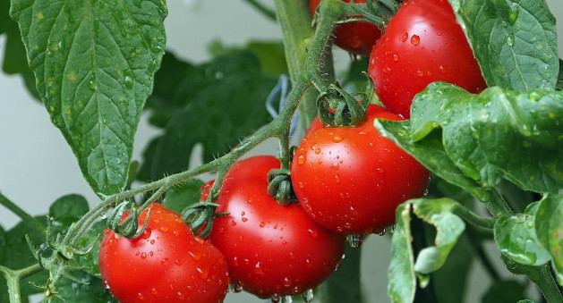Azərbaycanda çəkisi 400 qram olan yeni pomidor sortu yaradıldı (ÖZƏL)