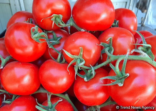 Rusiyanın Azərbaycandan pomidor və alma idxalına qoyduğu qadağa araşdırılır - AQTA