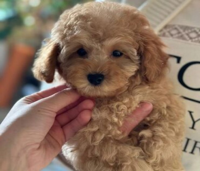 “PetMall” baytarlıq klinikasından şikayət – “İtimi öldür**lər…”