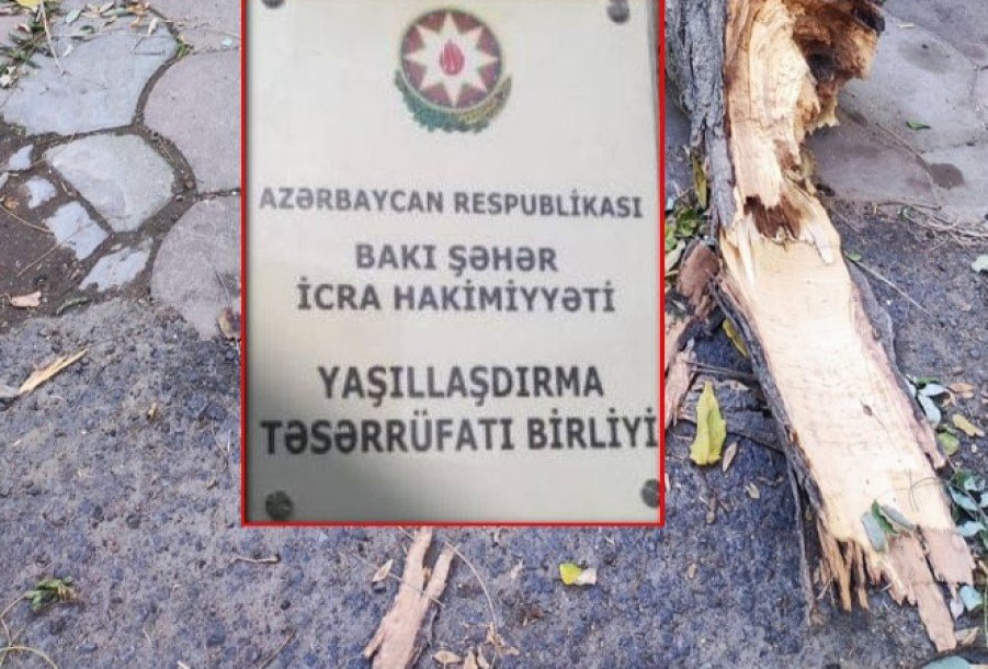 Yaşıllaşdırma Təsərrüfatı Birliyində “yaşıl biznes” qurulub - İLGİNC FAKTLAR